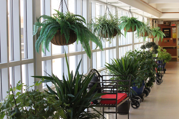 plants-along-window Plants along hallway with windows